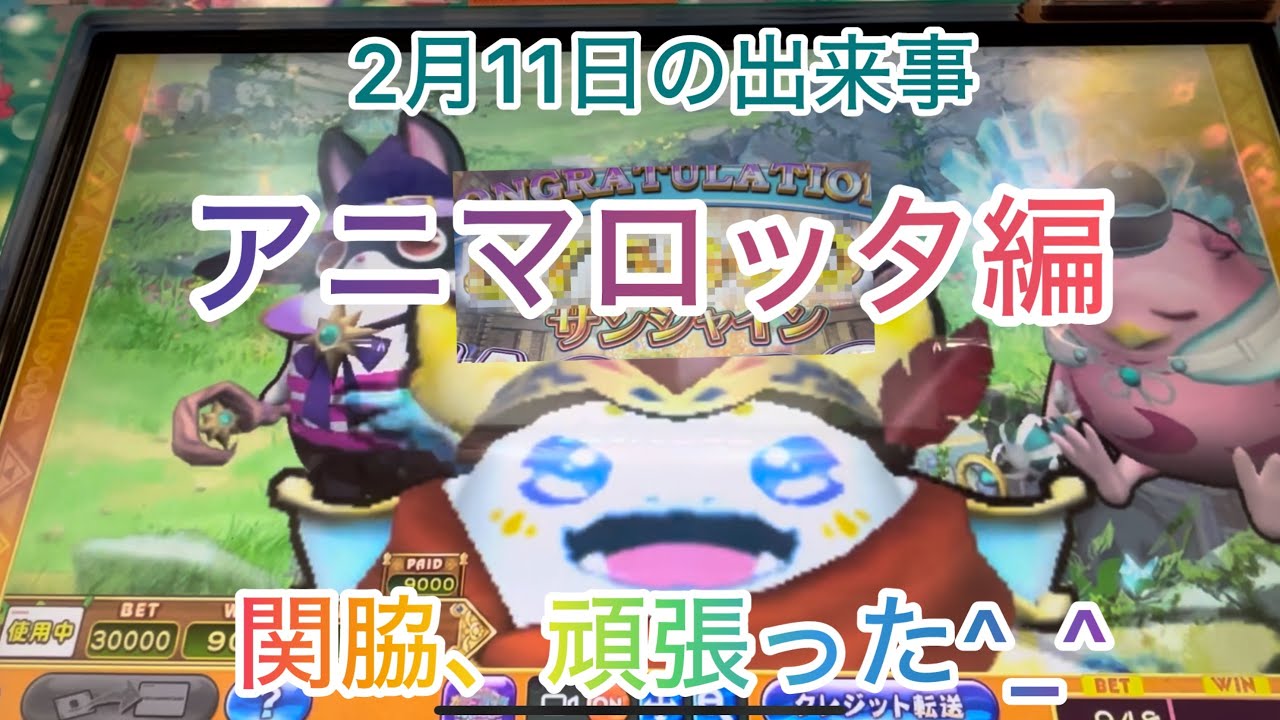 【ロッタ系】2月11日の出来事 アニマロッタ編 高額JP当選⁉️関脇が魅せる！