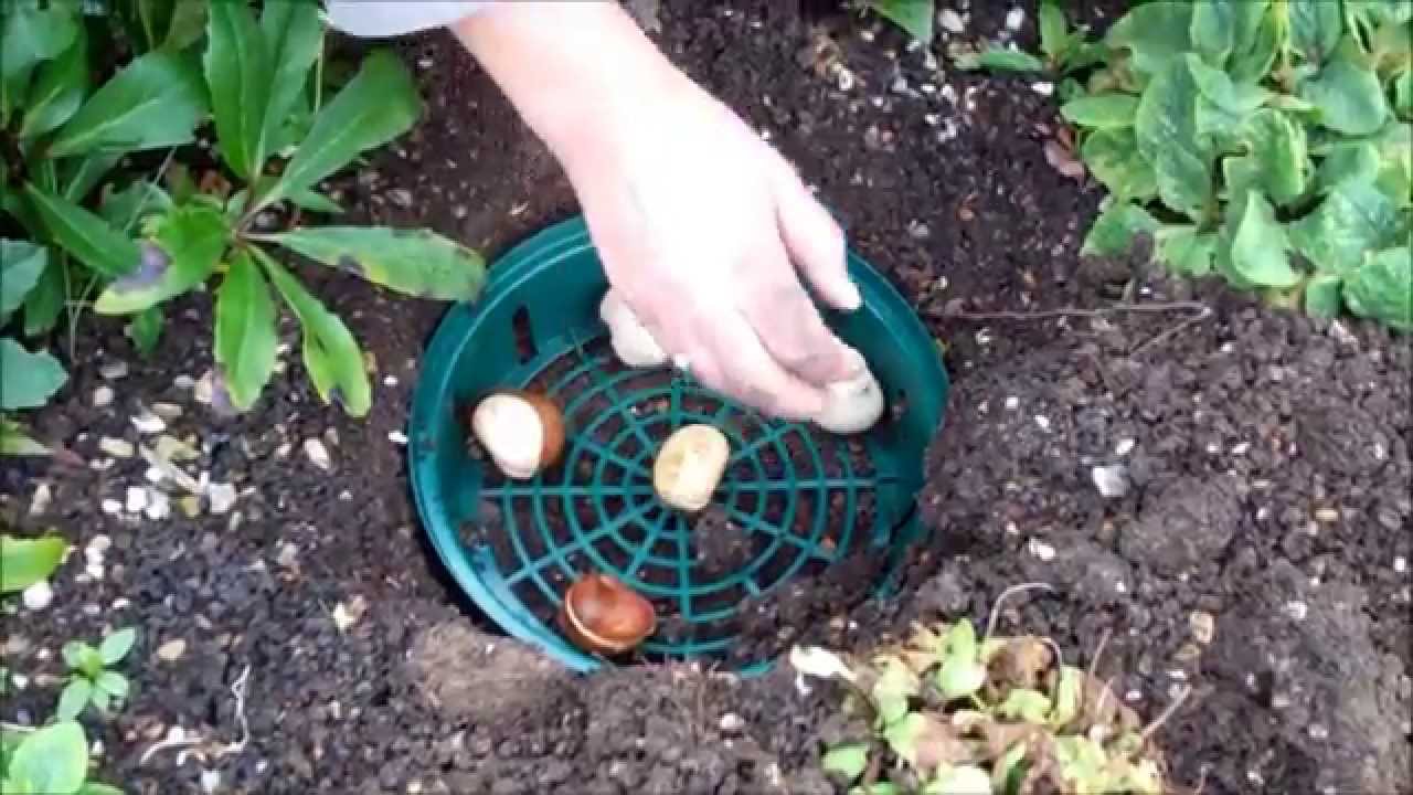 How to use bulb planting trays