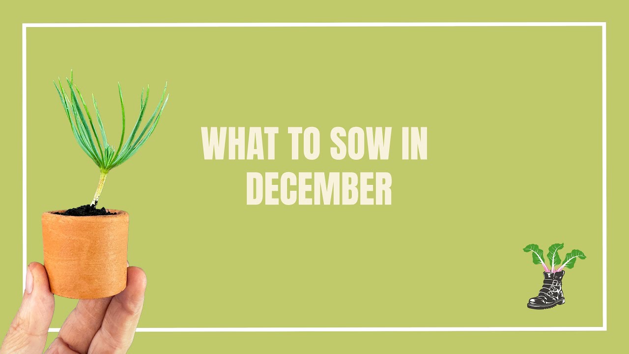 What To Sow In December