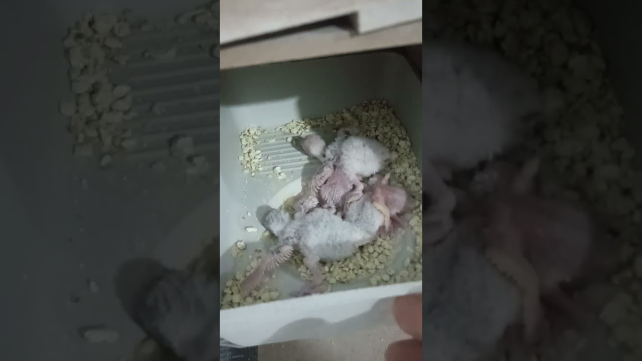 Suivi d'élevage des oiseaux exotiques et des perruches