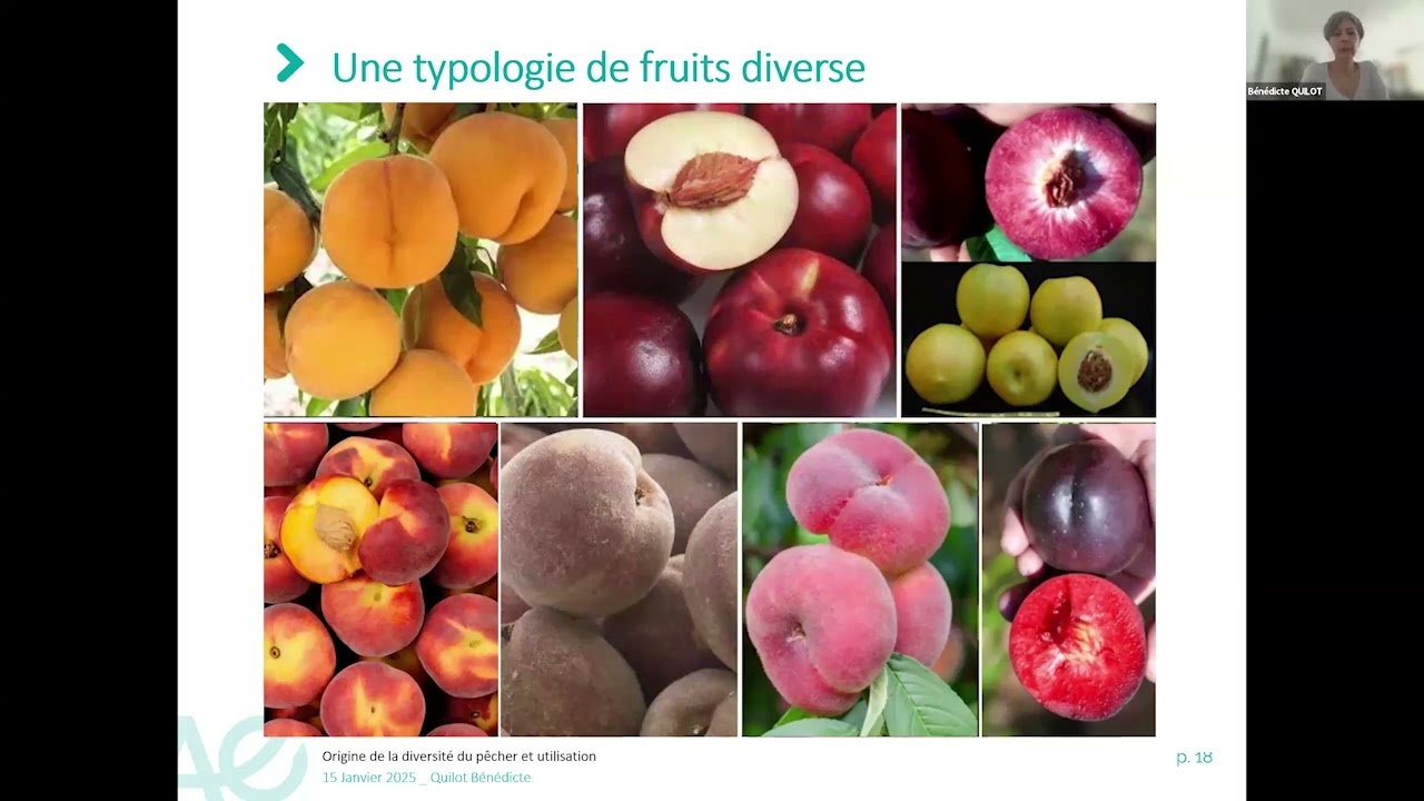 Origine de la diversité du pêcher et utilisation: de la Chine aux vergers de demain Bénédicte Quilot
