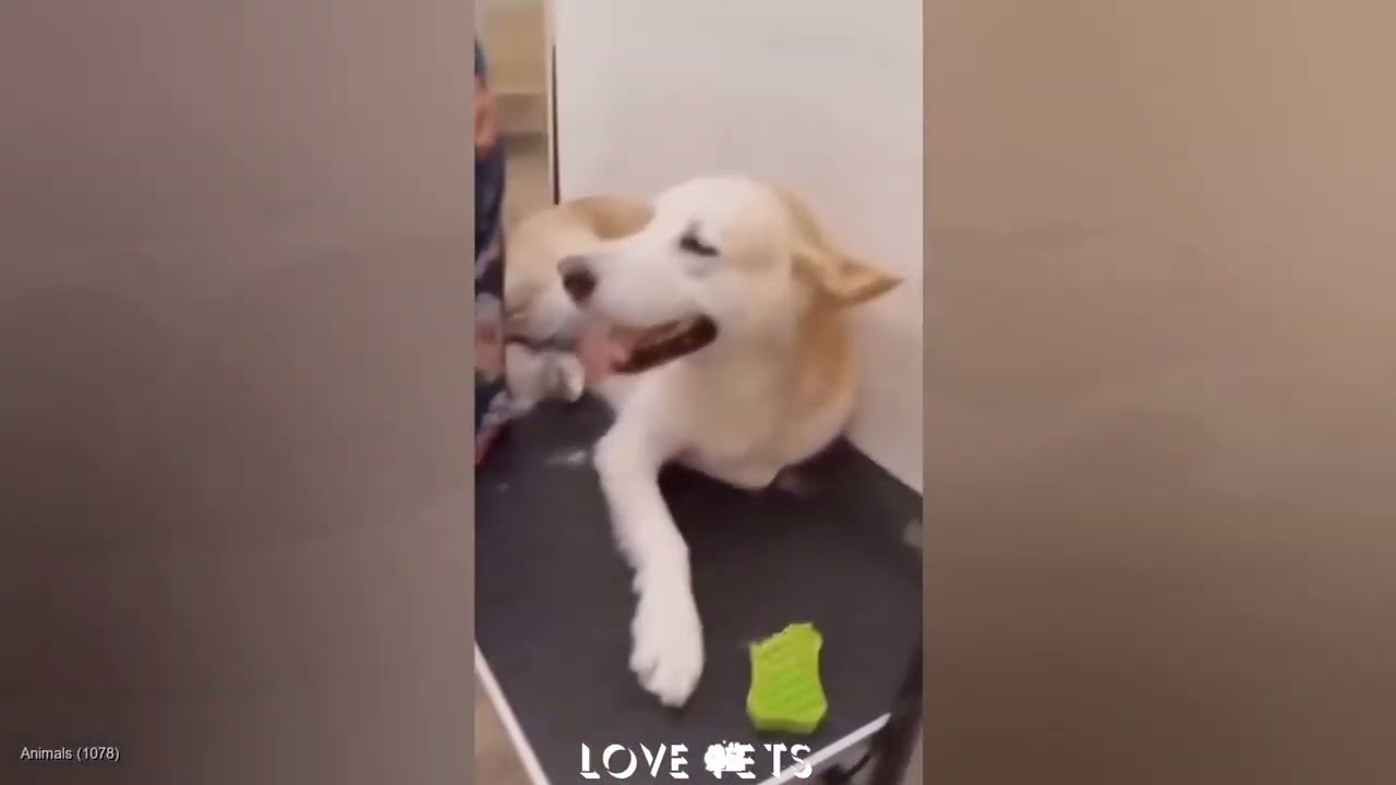 You Laugh You Lose 😂 Funniest Cats and Dogs 2026🐶