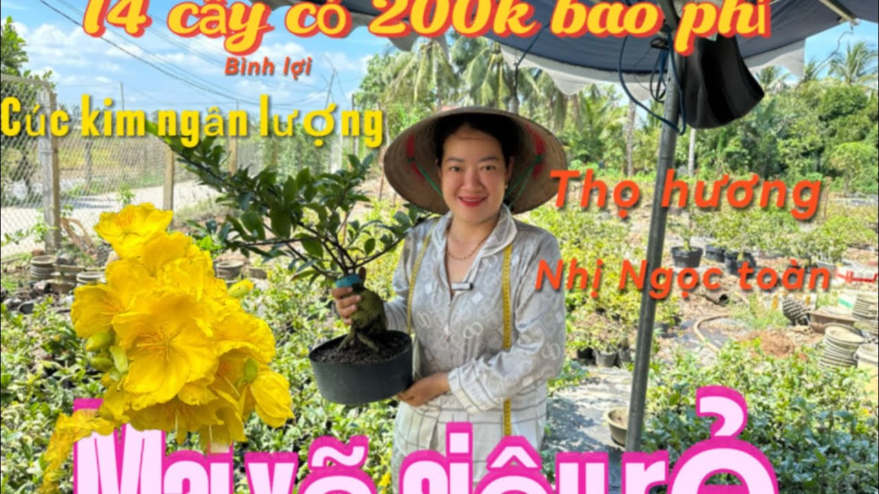 2-3 ☎️0987353953📲chị Dung 🌲, khui vườn mới giá siêu rẻ 