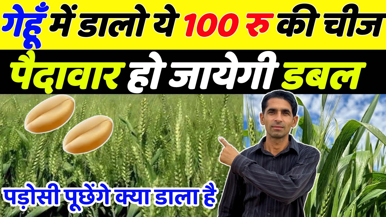 गेहूँ 🌾 में डालो ये 100 रू की चीज पैदावार होगी डबल | Gehu ki paidawar kaise badhaye | Gehu ki kheti 
