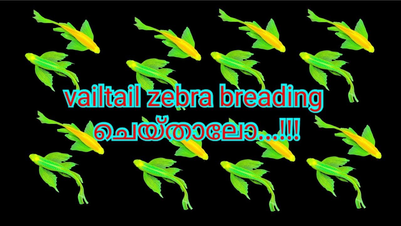 Vailtail zebra breading