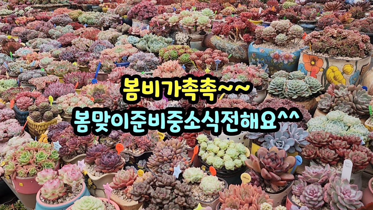 260302 봄비가내려요~봄맞이준비중으로분주하네요ㅎ손이많았으면좋겠어요ㅎㅋㅎ😅