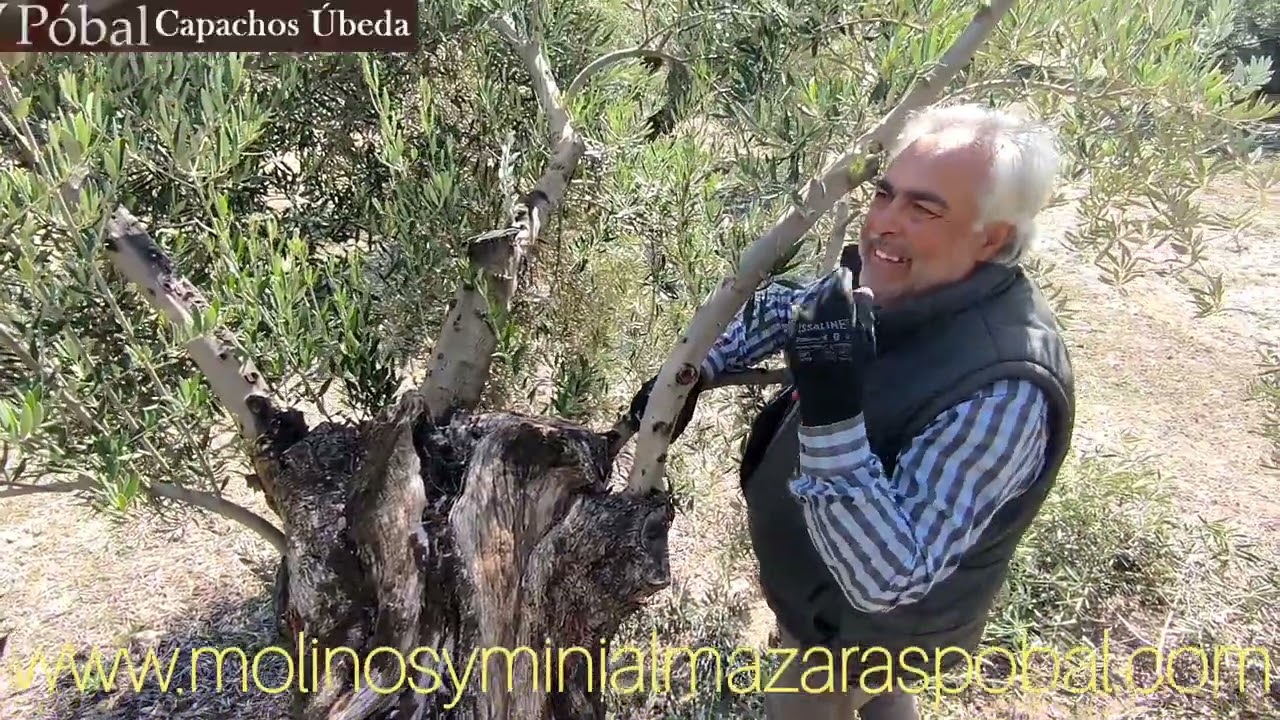 Poda de olivar sistema tradicional de Jaén #3. Limpieza de  ramas de cria, re-cria y de producción