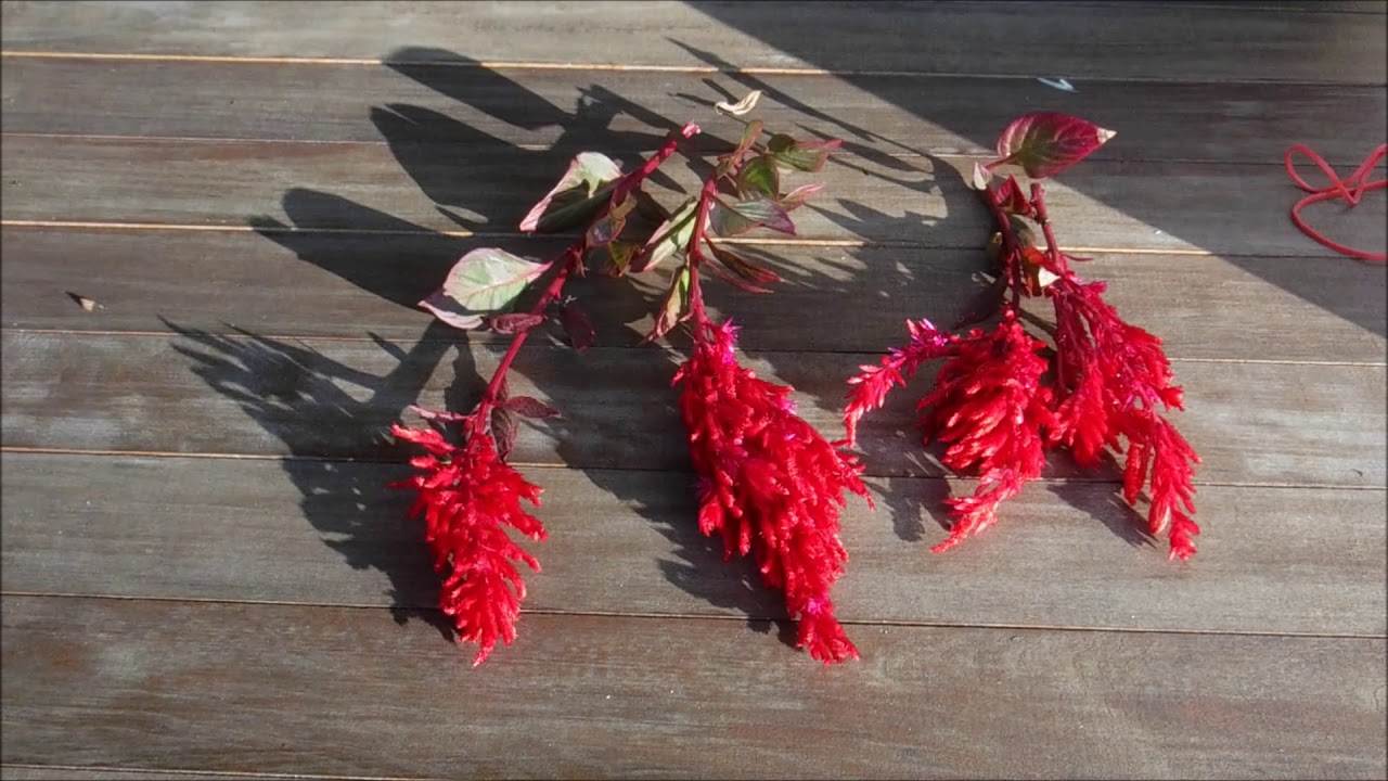how to dry celosia, how to dry plume celosia, how to dry crested celosia