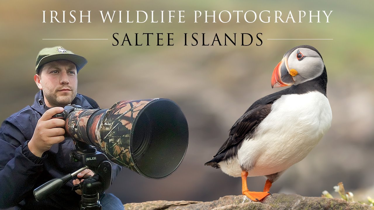 Saltee Islands 2022. Irish Wildlife Photography. Puffins