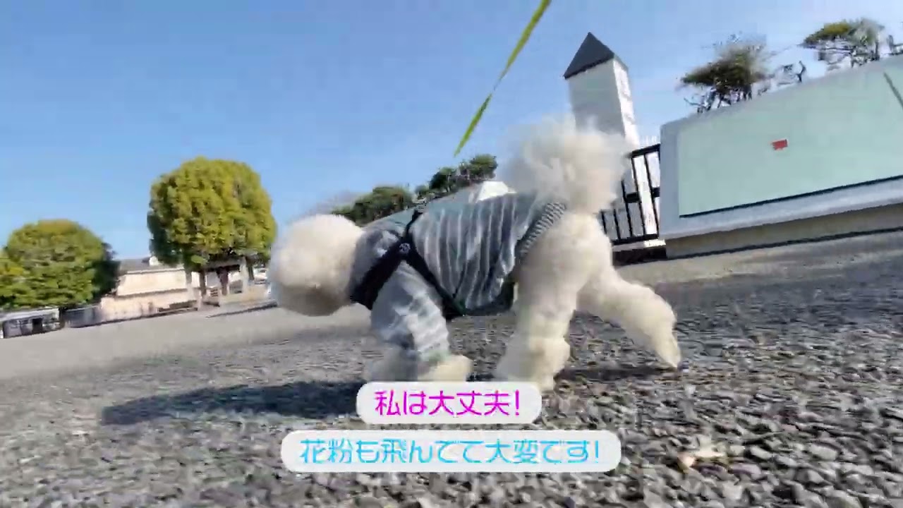 Lura's Walk_L028＃犬＃ペット＃ルラ＃ルラウォーク＃ビションフリーゼ＃bichon frisé＃お散歩＃ルラ＃ワンコ＃小型犬＃dog＃walk#walking#もふもふ＃ふわふわ