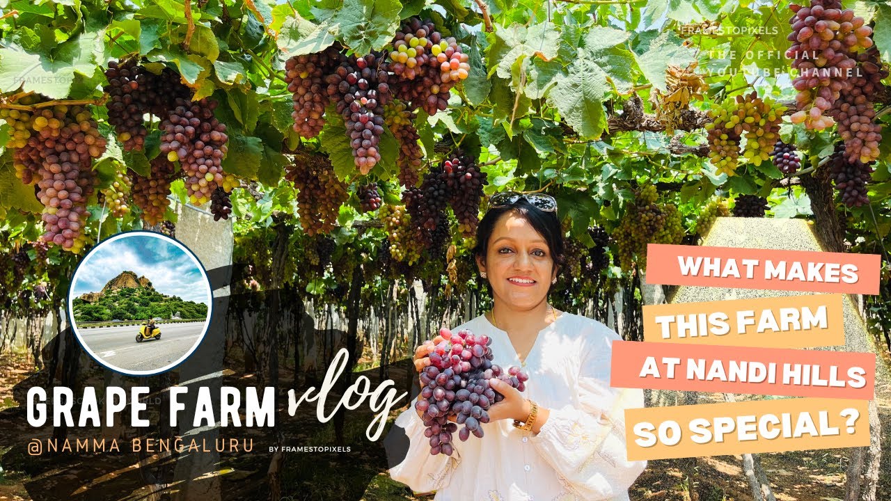 A Day at the Grape Farm near Nandi Hills Bangalore | My Grape Picking Experience Unveiled!!