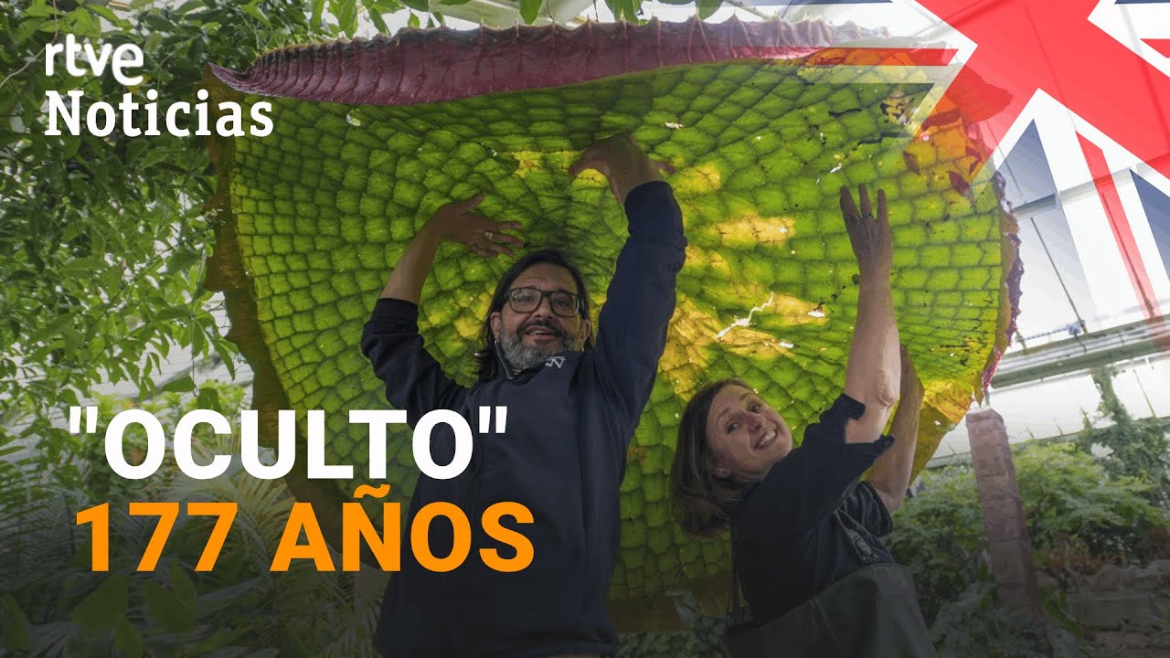 NENÚFAR GIGANTE: Un ESPAÑOL describe una NUEVA ESPECIE, la MÁS GRANDE del MUNDO | RTVE Noticias