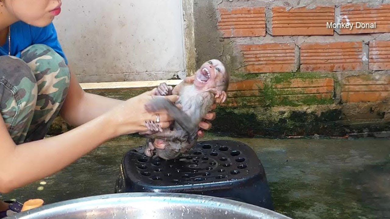 Baby Monkey Donal Cry Not Want Take A Bath In Big Pool