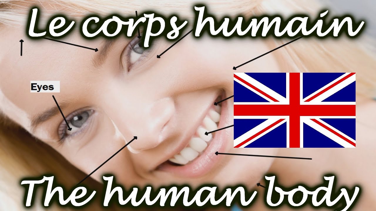 Cours d'anglais avec Huito: le vocabulaire du corps humain