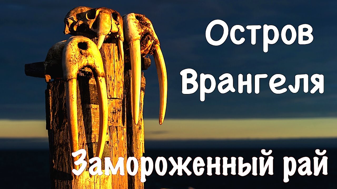 Остров Врангеля. 