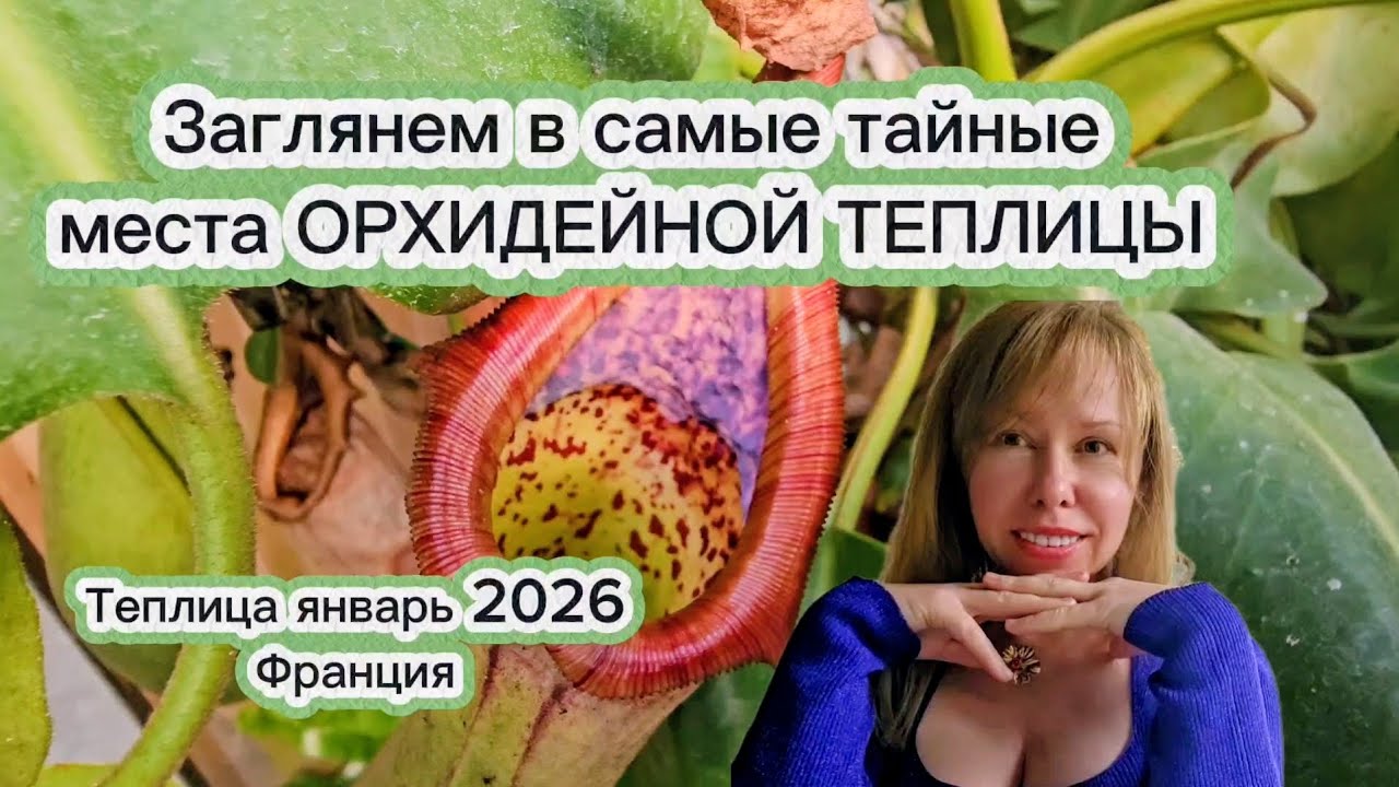 Самые загадочные места в ОРХИДЕЙНОЙ  теплице куда никто не заглянет 