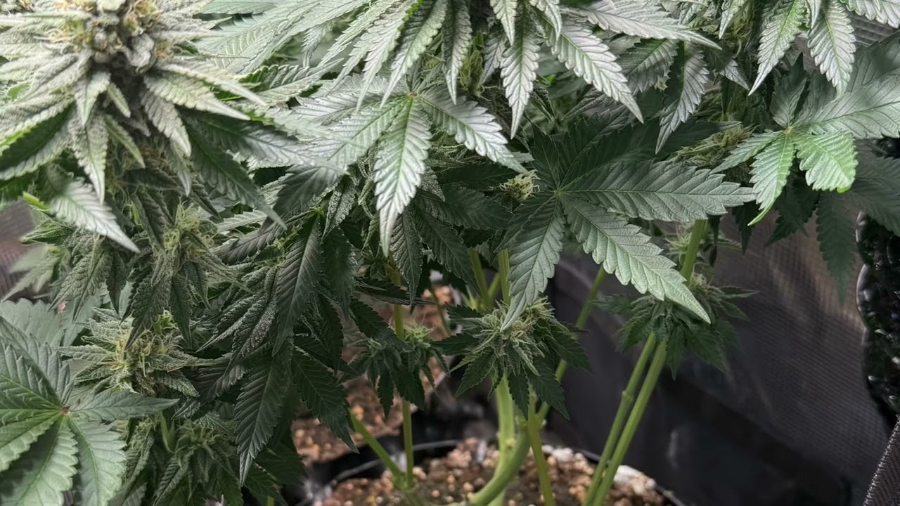 Growtagebuch - Bl&uuml;tewoche 6