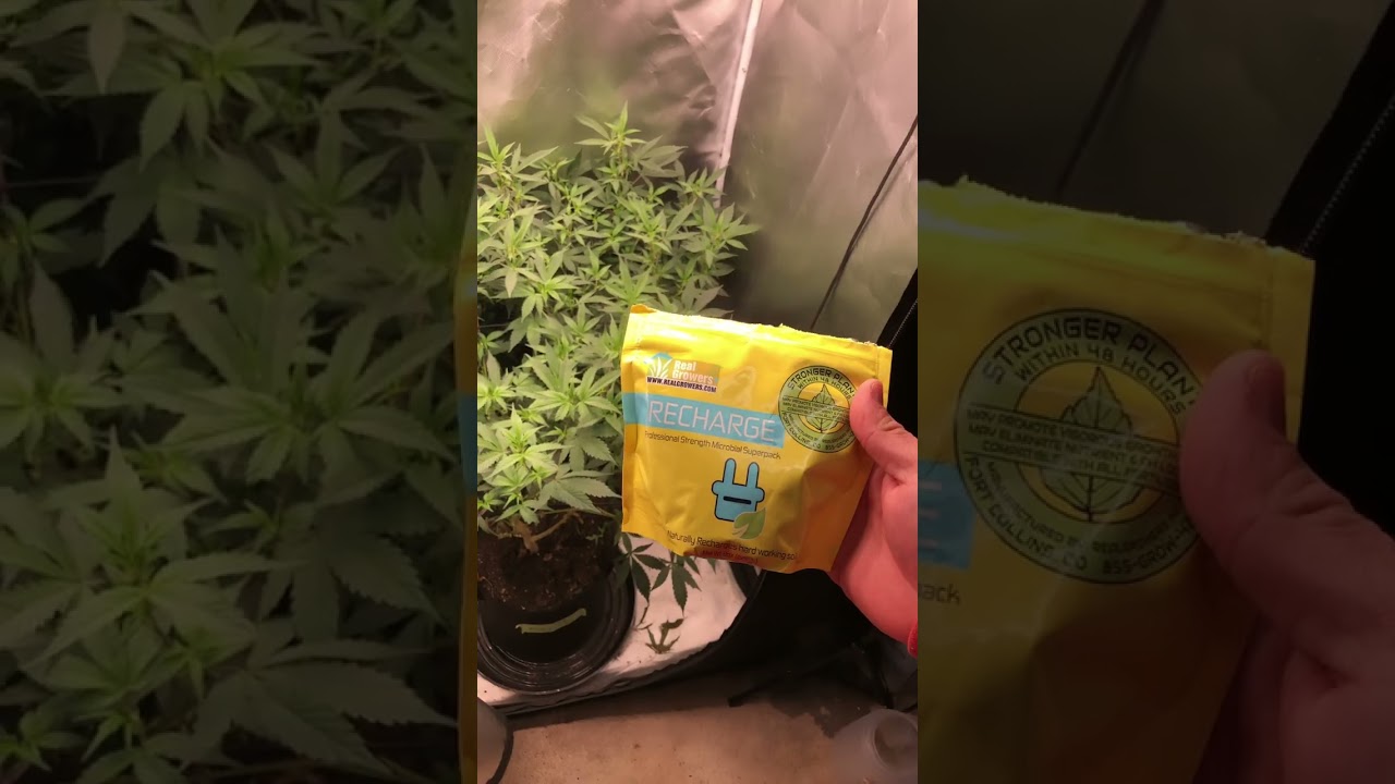 A few days after using recharge 👌🏻 #flowerflower #flowerpower #homegrown