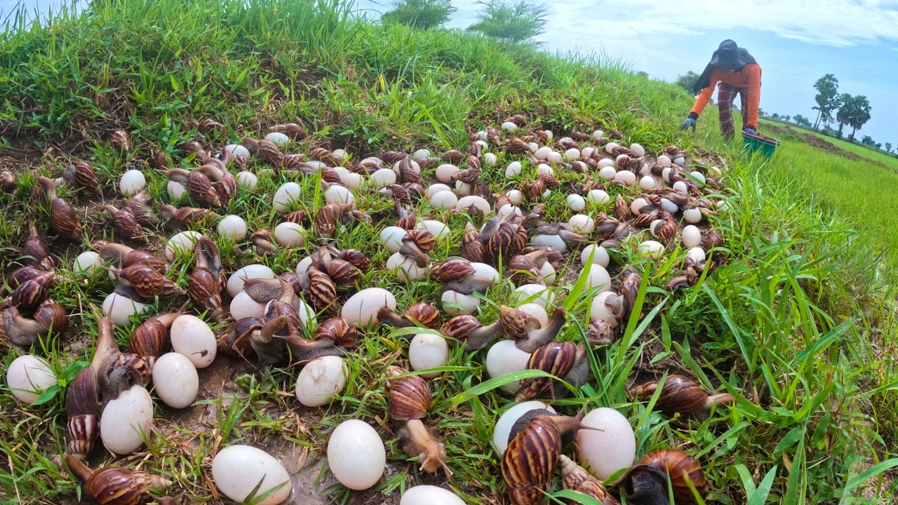 Harvesting Thousands of Giant African Land Snail Eggs! 🐌🥚