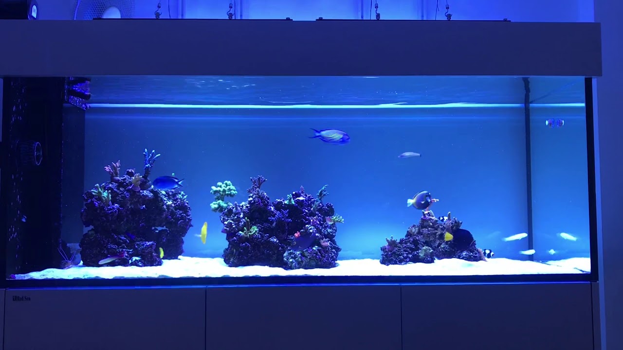 Red Sea Reefer 650 Peninsula