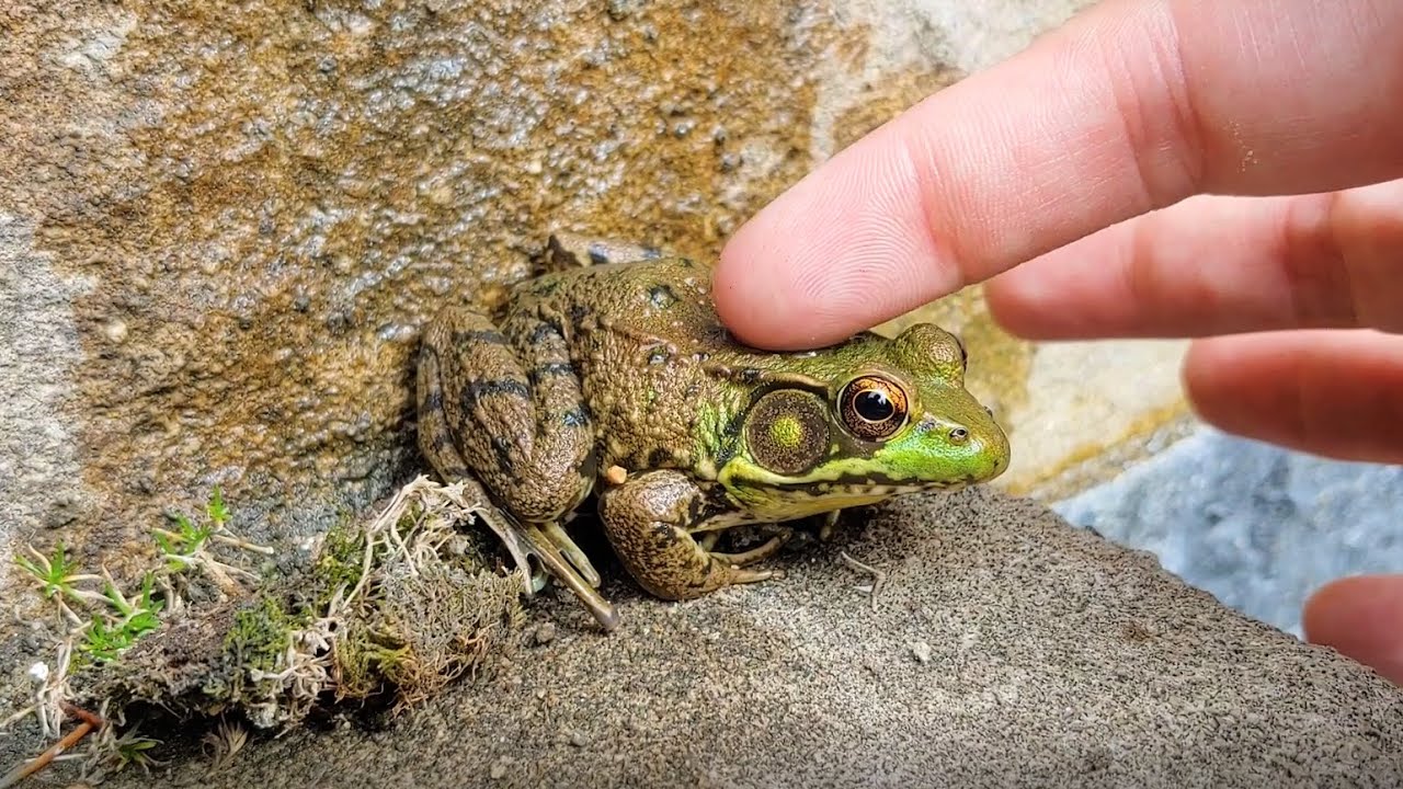 Frog Petting Compilation