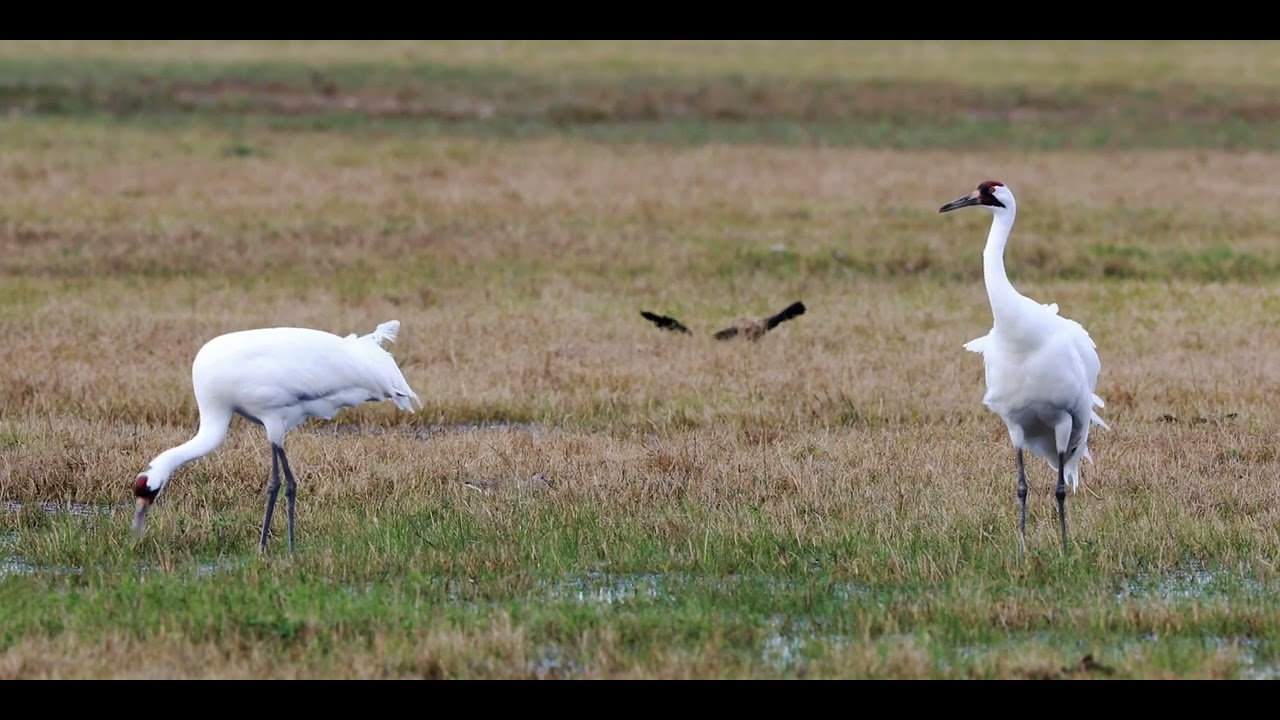 CRANE RESTORATION &ndash; THE OZONE FACTOR SERIES