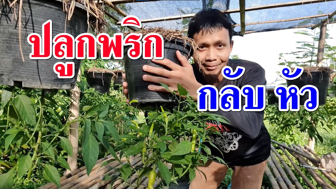 วิธีปลูกพริกกลับหัว กิ่งเยอะ ดอกเยอะ ลูกดก โรคและแมลงรบกวนน้อย ประหยัดพื้นที่