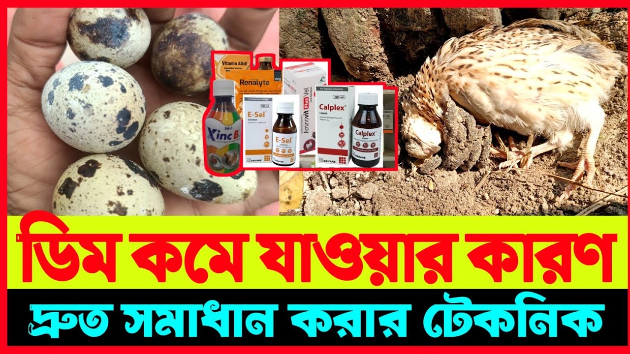 কোয়েল পাখির ডিম কমে যাওয়ার কারণ ও সমাধান // কোয়েল পাখি পালন পদ্ধতি / Koyel pakhi / Koyel pakhi palon