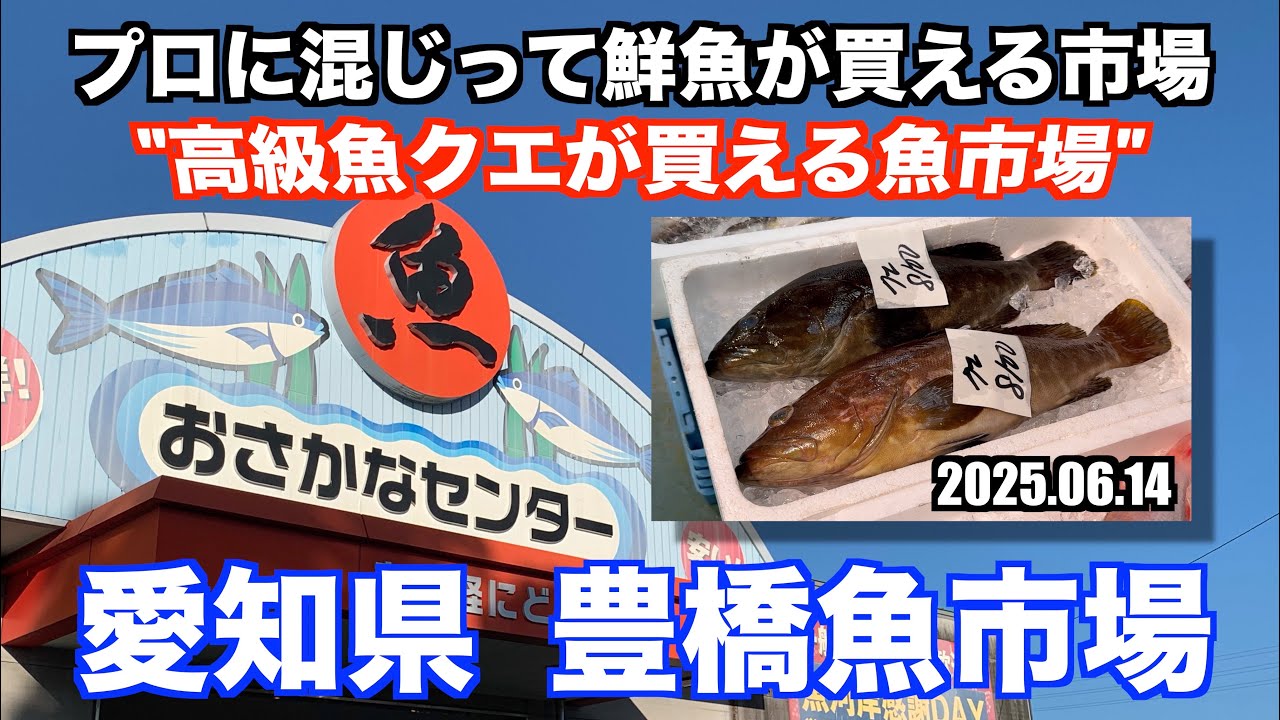 【豊橋魚市場 高級魚クエが買える魚市場 プロに混じって鮮魚が買える市場】あばお 海鮮ちゃんねる #392 2025.06.14