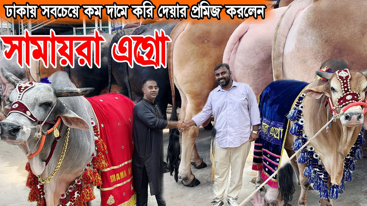 সবচেয়ে কম দামে সবচেয়ে ভালো গরু বিক্রির চ্যালেঞ্জ ছুড়লেন সামায়রা এগ্রো। সামায়রা এগ্রো ইদ উৎসব ২০২৪