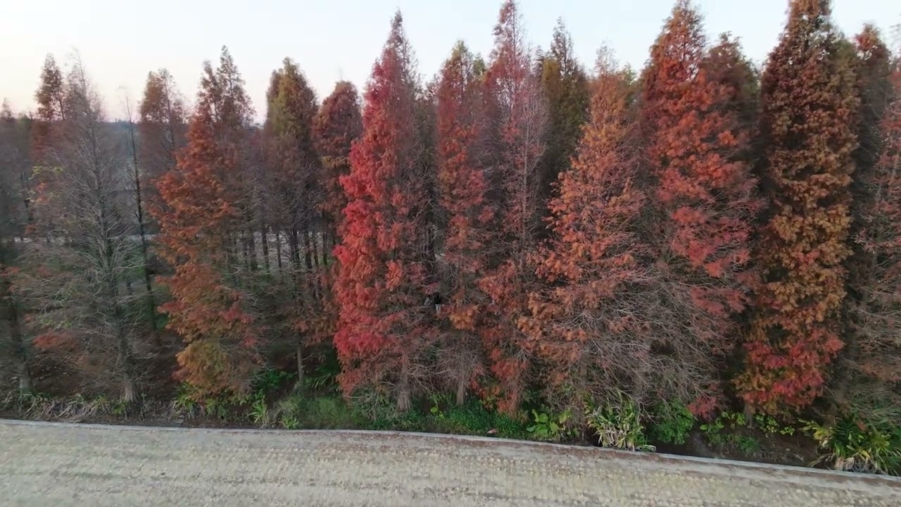 金黃 落羽松 八德 neo2 黃昏