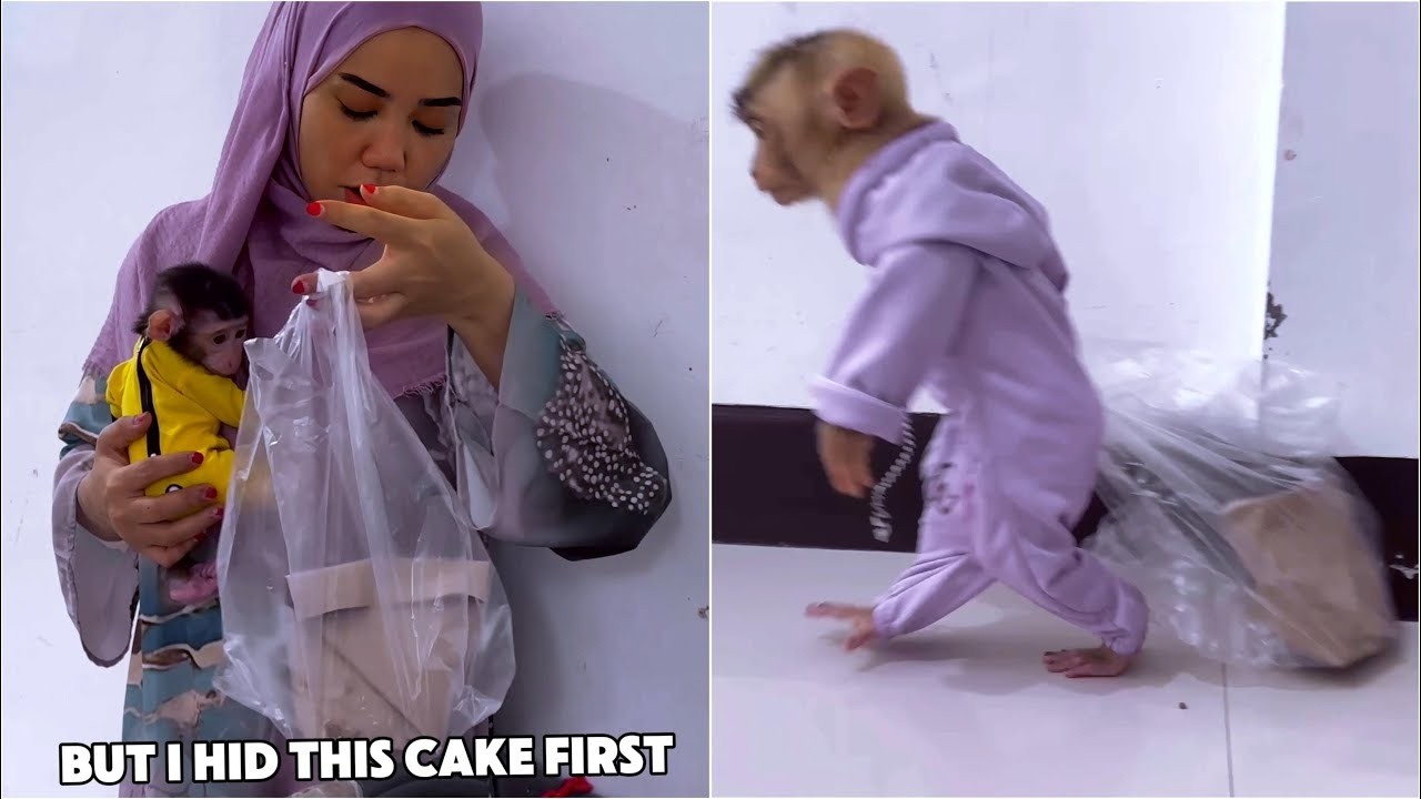Alpha ran away with the cake that was going to be eaten after Mom replaced Baby Monkey Dino's diaper