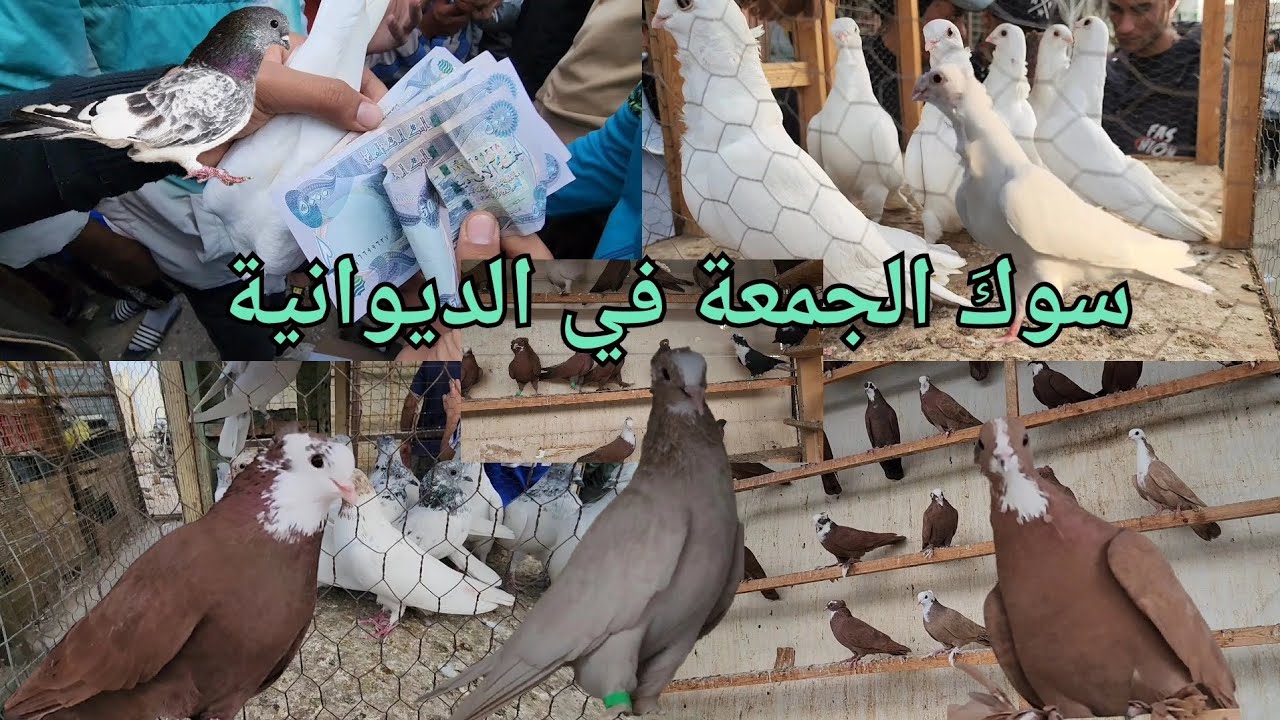 سوق الجمعة في الديوانية للحمام وأسعار الحمام بانواعه شاهد واستمتع ☝️