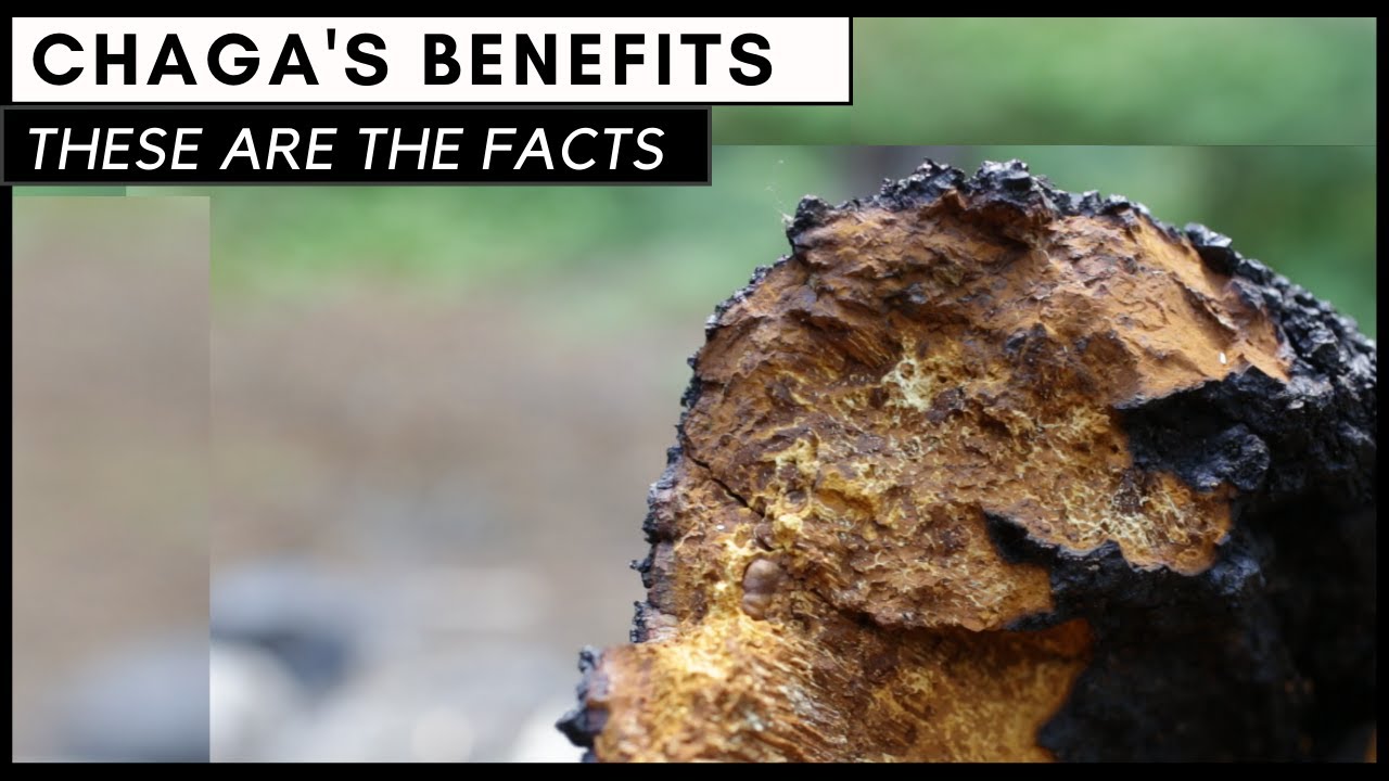Understand Chaga's Benefits in 5 Minutes (Inonotus obliquus)