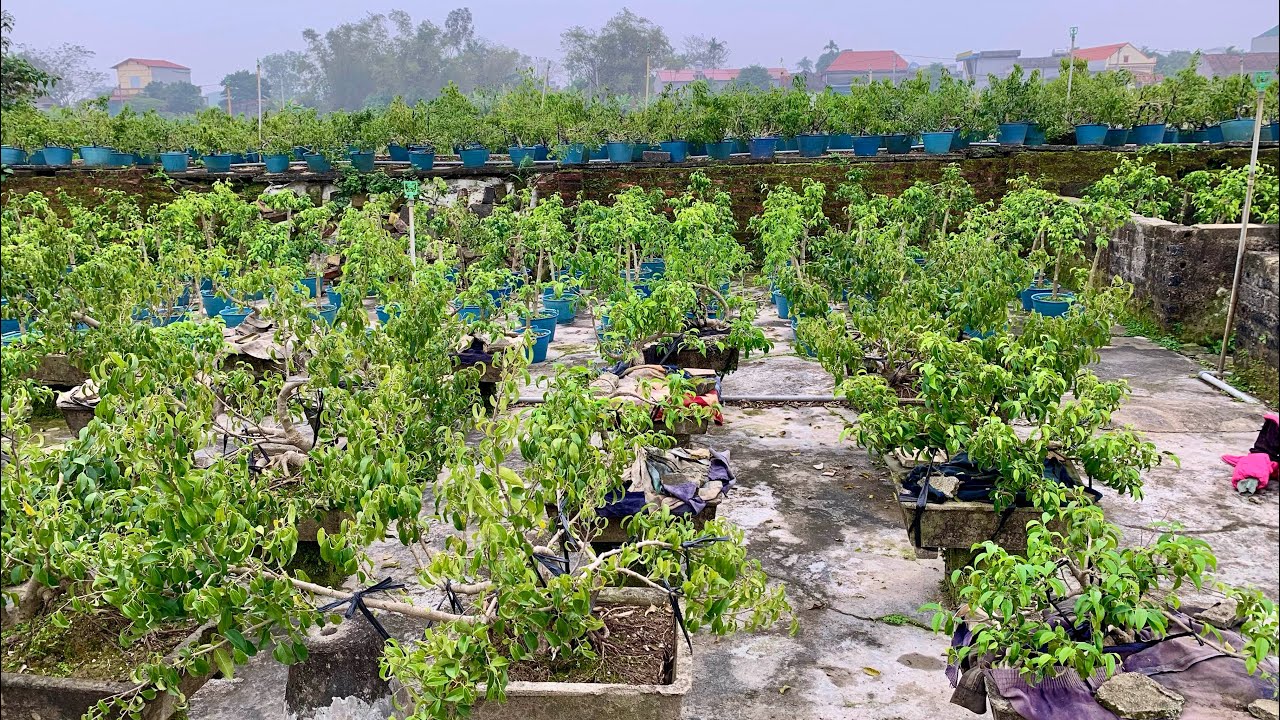Ngày đẹp giao lưu nhiều cây sanh 11/2_0825780998