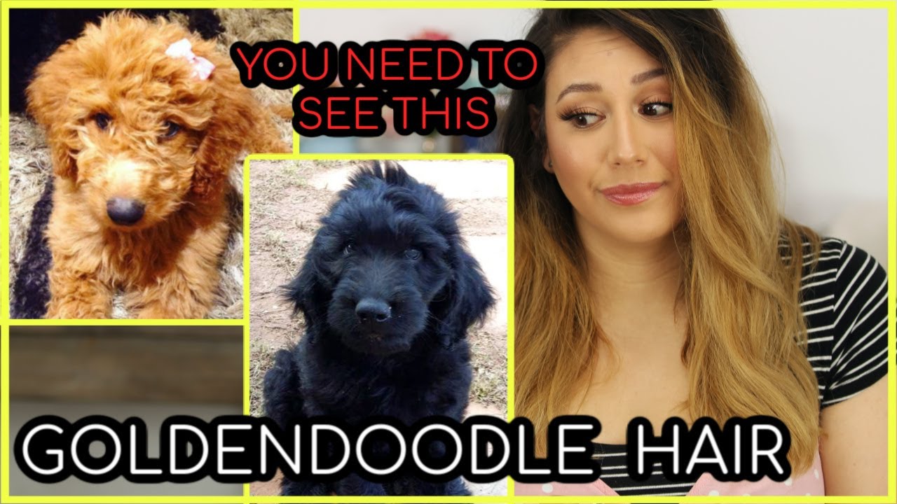 Everything YOU NEED to know about Goldendoodle Hair TIPS & TRICKS