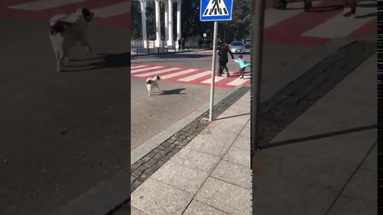 Protective Pooch Helps Kids Cross || ViralHog