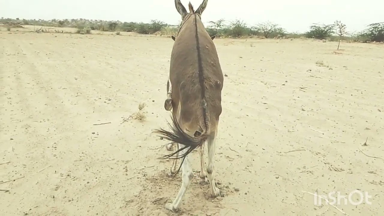 The Desert Thar Donkey Animals |Donkey Animals|