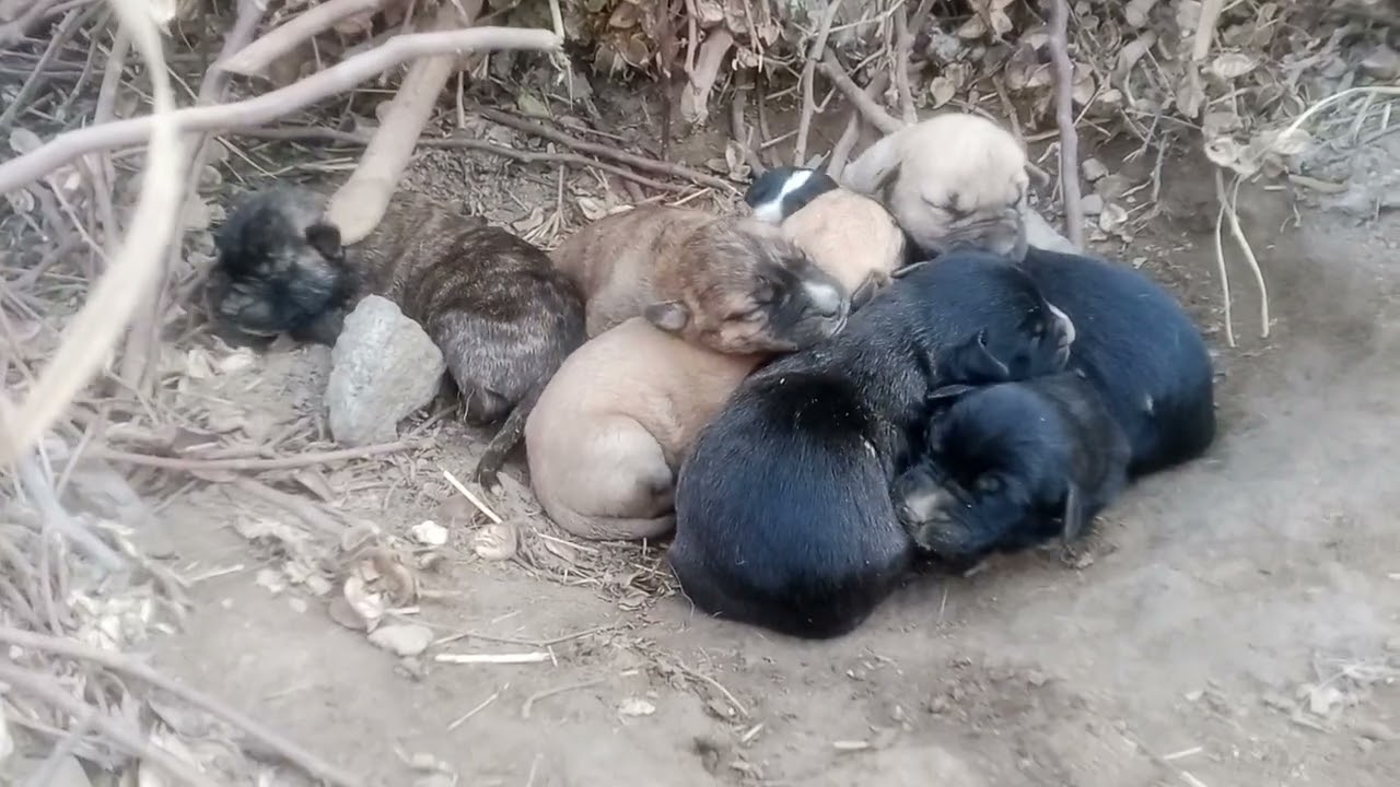 Cute Doge Baby Sleeping & Playing | Pure Love & Masti Moment 🐶💤💖