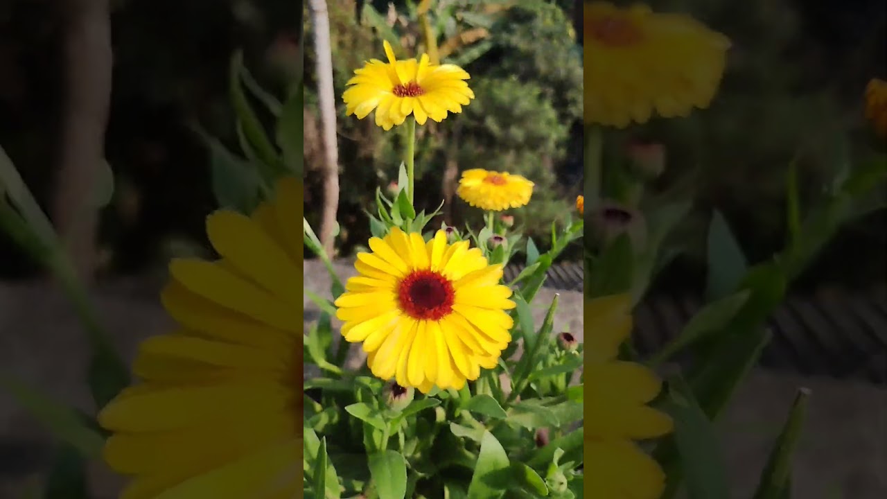 Captivating Calendula 💛🤎