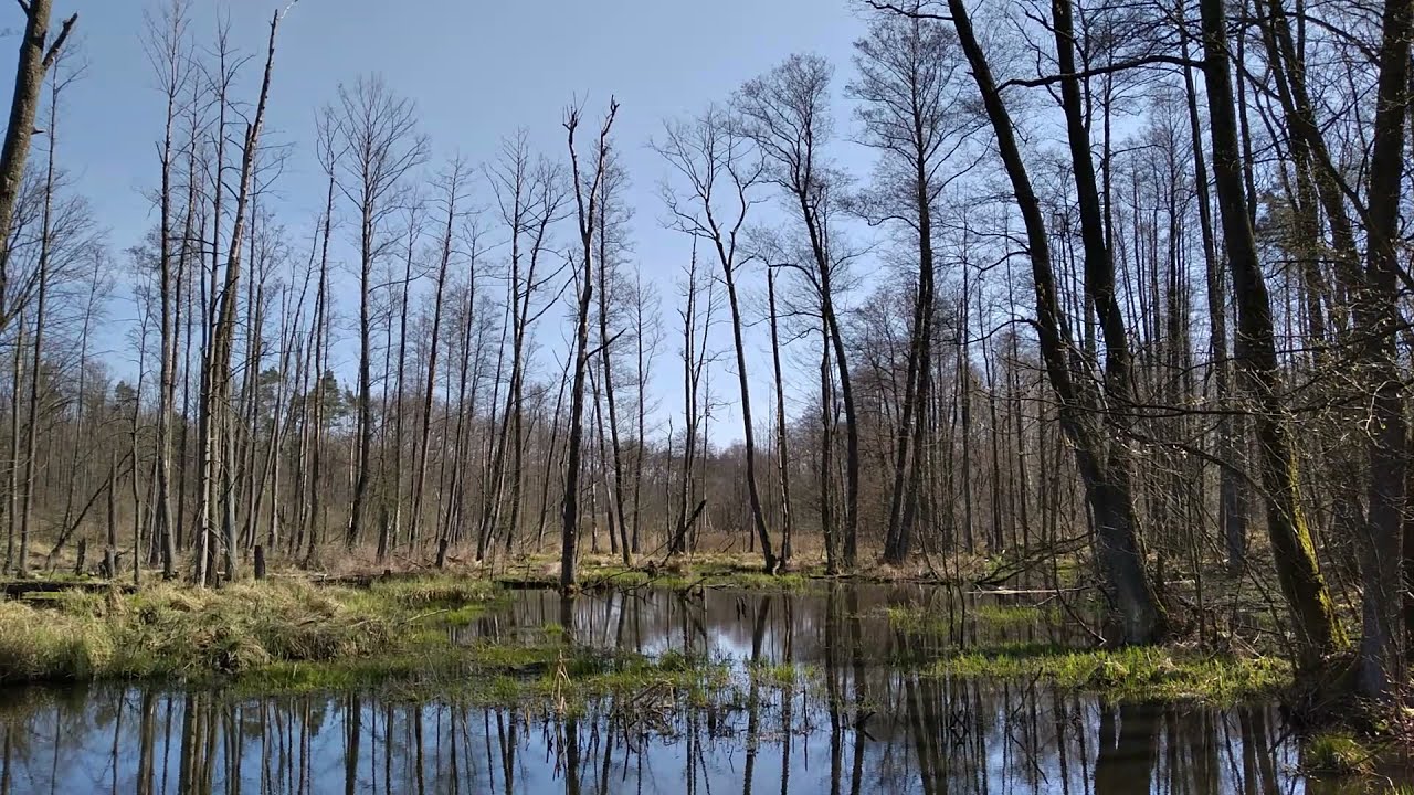 Pisia Gągolina Wiosną.