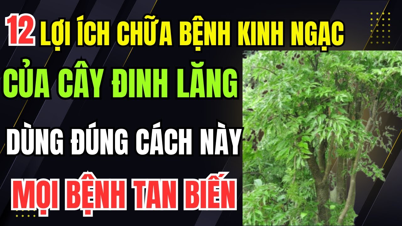 12 Công Dụng Chữa Bệnh Đáng Kinh Ngạc Của Cây Đinh Lăng. Dùng Đúng Cách Này Mọi Bệnh Tật Tan Biến