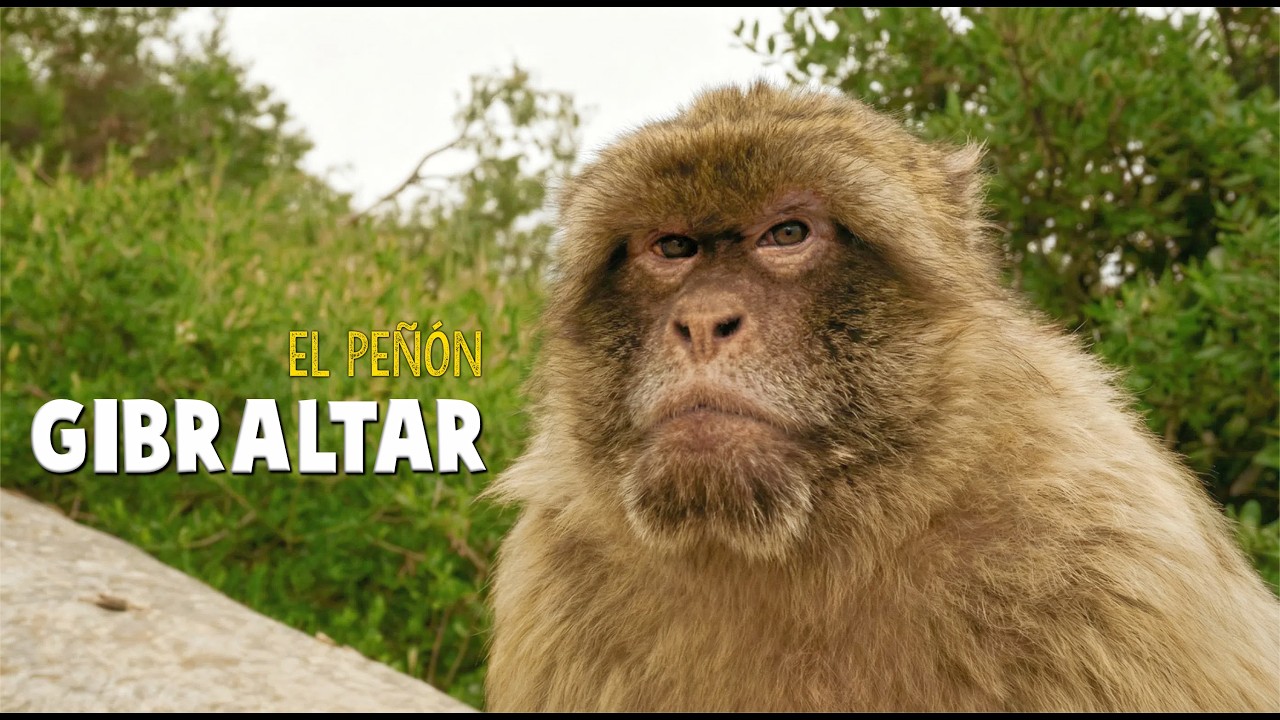 Gibraltar - El Gran Paseo por El Peñón
