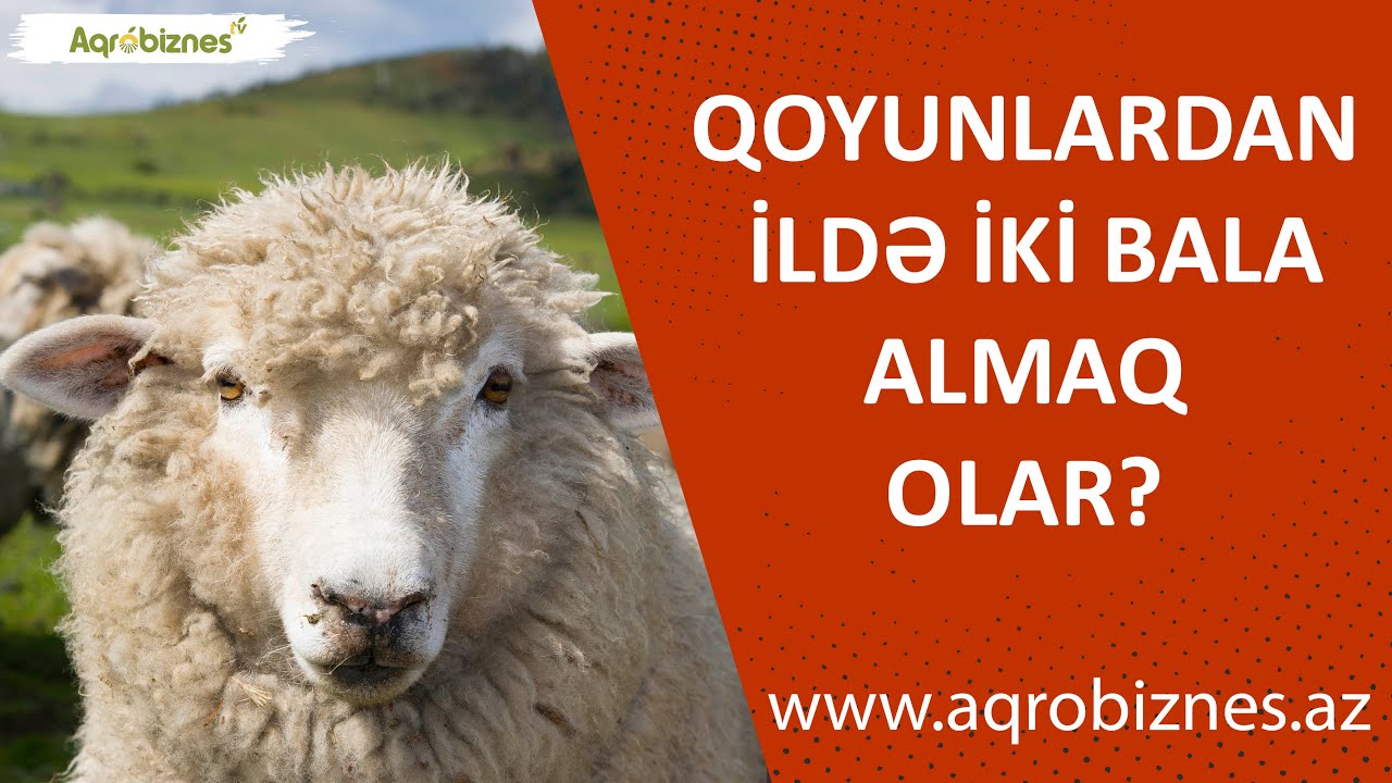 Qoyunlardan ildə iki bala almaq olar?
