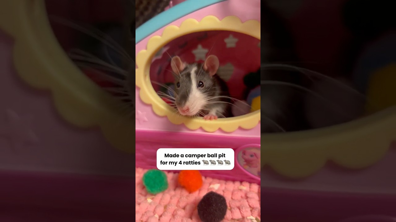 Pom Pom ball pit in a camper for my pet rats! #petrats #petrat #ratlove #cuterats #babyrats