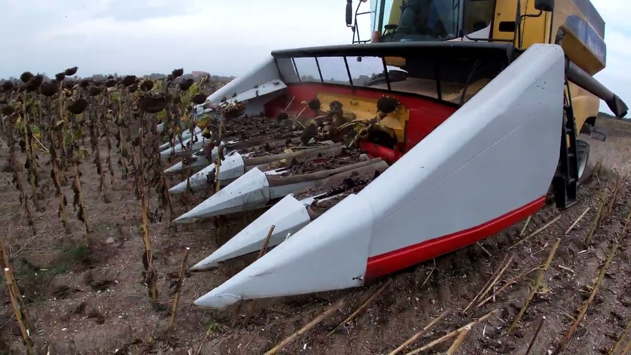 Żniwa słonecznika!! Przystawka do słonecznika Moresil po remoncie!! Słonecznik w Strip-Till!!
