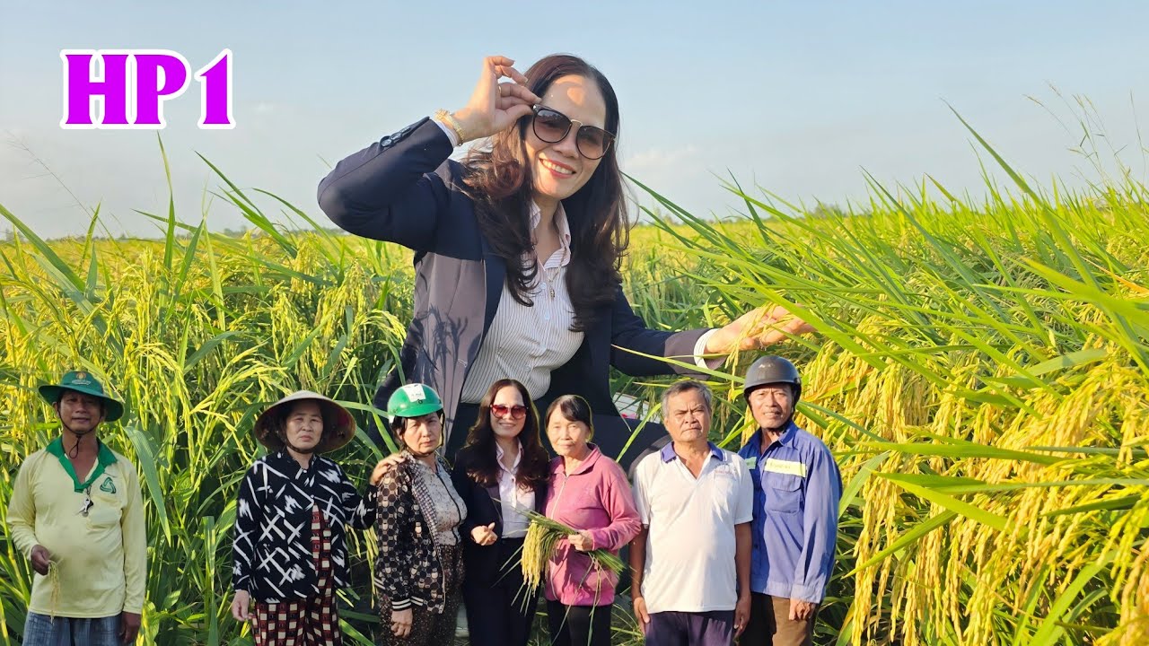 Lần Đầu Anh Nông Dân Làm Giống Lúa HP1 Cho Ra Công Tấn 1,400kg Anh Phấn Khởi Chia Sẻ #ngườicàmau 