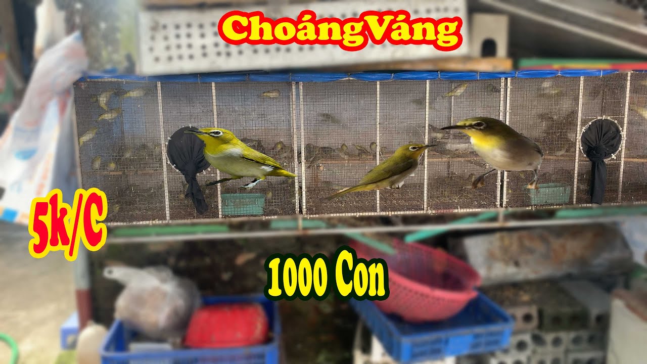ÔI THẬT | CHOÁNG VÁNG Khi Nhìn 2 Avi Chim Khuyên 1000Con - ringed bird