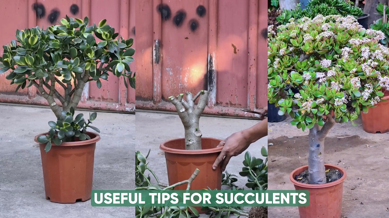 Easy Succulent Care for Beginners: Simple Tips to Stop Killing Your Plants!