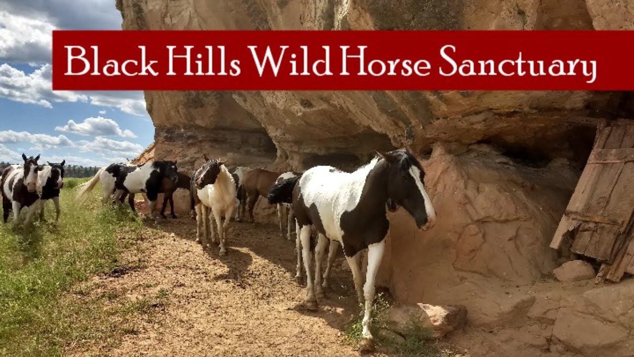 Black Hills Wild Horse Sanctuary